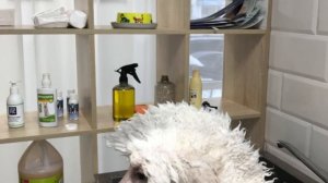 Королевский пудель. Груминг.