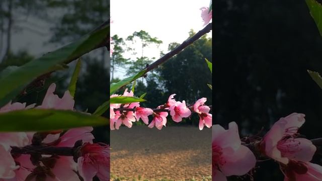 Peach Blossom | Peach Flower ? | Peach! Plum or Sakura Pink