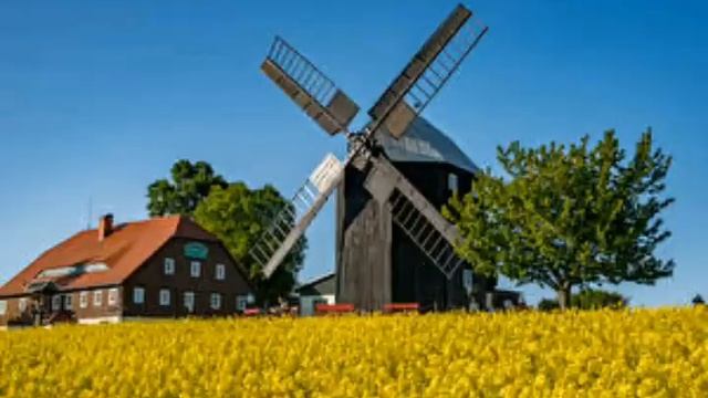 Какая польза от домашних животных смотреть онлайн