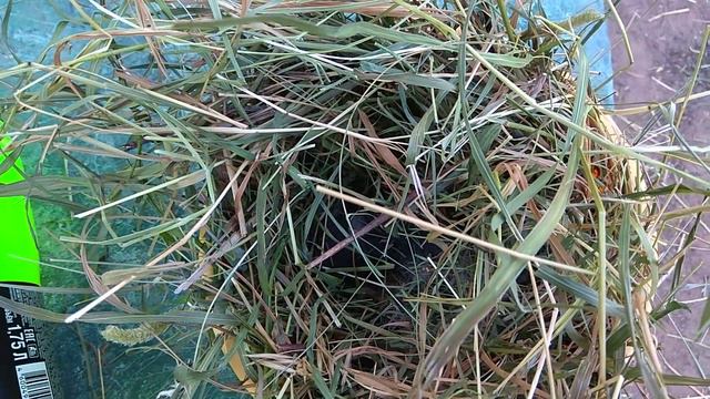 Сенокос. Пополнение, крольчат. смотреть онлайн