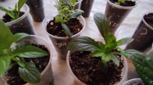 Сколько раз я прищипываю укорененные черенки метельчатой гортензии 🌿🌿🌿✂️
