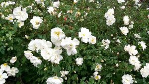 Summer Snow Rose Plant | Juhannusruusu | Midsummer Roses 2021