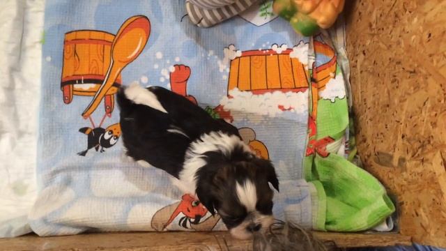 Ши тцу смотреть онлайн