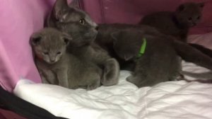 Русские голубые котята. Питомник Русских Голубых кошек Ruzara