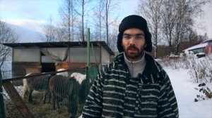 Как ПОМОЧЬ ЖИВОТНЫМ с помощью утилизации елки? / Леруа Мерлен Санкт-Петербург