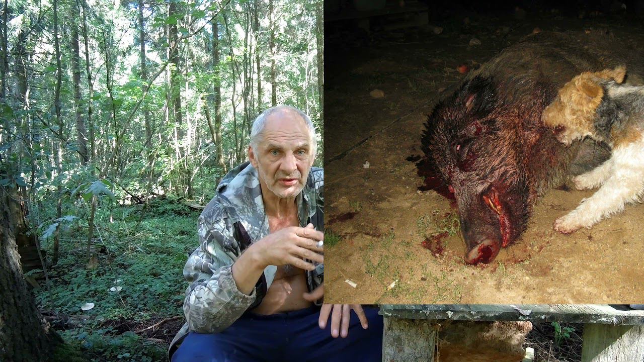 О Собачках, в жизни и на охоте. Рассуждалки. смотреть онлайн