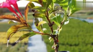 Вейгела Red Prince