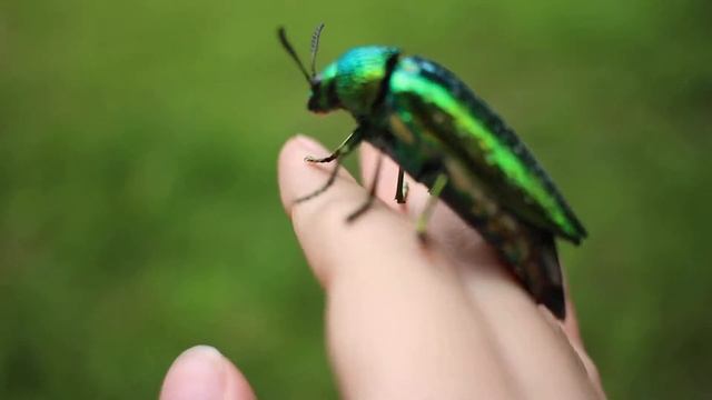 Тайский жук смотреть онлайн