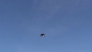 Серпастые выворотные у Кости в Черноморске