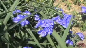 САД ЦВЕТУЩИХ АЛЫХ РОЗ. МОЙ ЛЮБИМЫЙ САД / Red roses