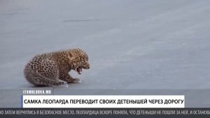 САМКА ЛЕОПАРДА ПЕРЕВОДИТ СВОИХ ДЕТЕНЫШЕЙ ЧЕРЕЗ ДОРОГУ