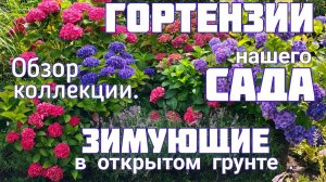 Цветение ГОРТЕНЗИЙ. Лучшие СОРТА для ОТКРЫТОГО грунта.Наш ПРЕКРАСНЫЙ САД. Обзор-прогулка 5 августа.