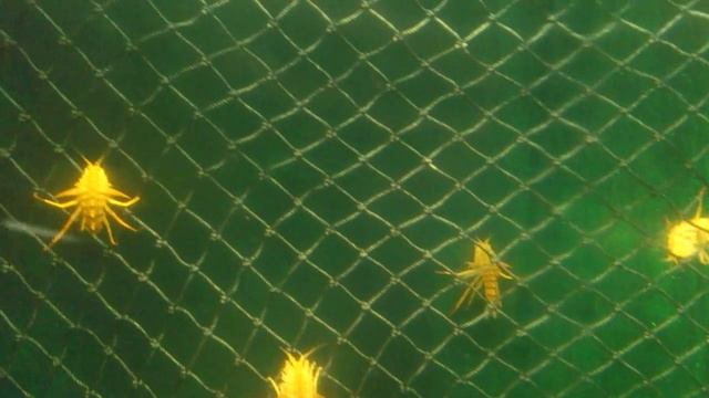 Байкальский омуль в аквариуме. смотреть онлайн