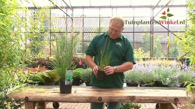 Uitleg en tips over de Pennisetum alopecuroides Hameln door onze tuinplantenwinkel.nl specialist смотреть онлайн