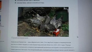 Борковская Барвиста .Яичная порода кур.