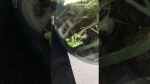 Богомол меняет шкуру. Линька богомола