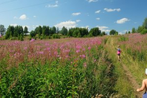 Иван-чай полезные свойства