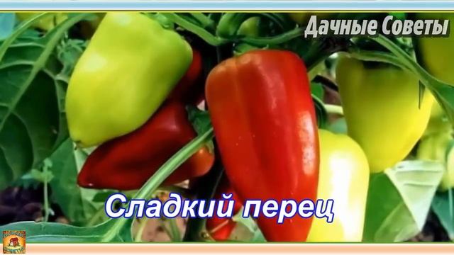 Что посеять в феврале на рассаду Сроки посева семян Советы для дачников и огороднико смотреть онлайн
