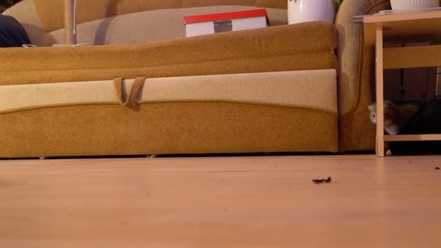 Первое знакомство котенка Марселя с роботом - пылесосом #шотландскийкотенок #котенокМарсель