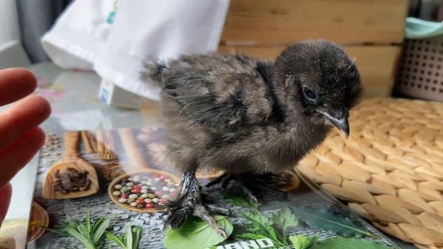 Моим цыплятам 2 недели?Пропаиваю от кокцидиоза☝️Китайские Шелковые Цыплята? смотреть онлайн