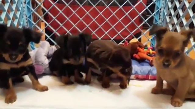 Русский длинношерстный той, питомник "Из Лунной Сонаты" смотреть онлайн