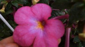 Ахименес Painted Lady