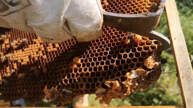 Подсадка неплодной матки/маточника в семью. Выпускаем матку на сот. смотреть онлайн