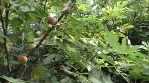 Инжир. Сетка от птиц в работе. 22