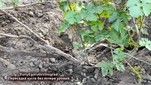 ? Как ПЕРЕСАДИТЬ 15 летний ВИНОГРАД и СОХРАНИТЬ УРОЖАЙ. Катавлак или отводок на постоянное место.