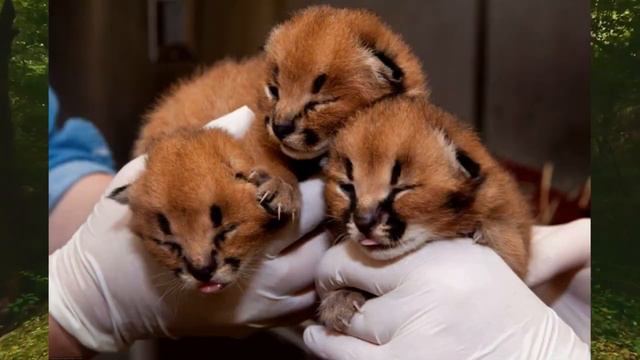 Кот Каракал - это дикий хищник, который завоевал сердце человека смотреть онлайн