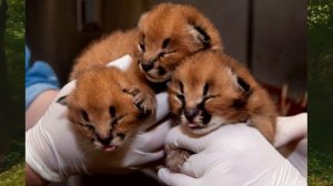 Кот Каракал - это дикий хищник, который завоевал сердце человека