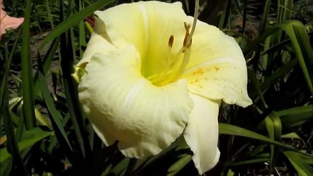 Джоан Сеньор Лилейник смотреть онлайн