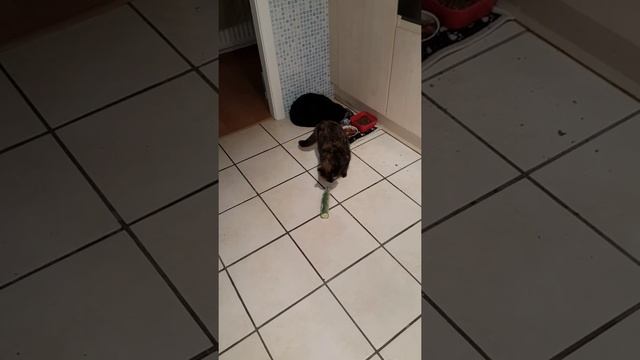 Cats vs cucumber - I think my cats are broken!