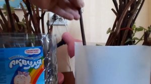 Вода или опилки? Укоренение черенков винограда в домашних условиях