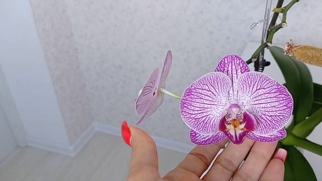 СЕМЕННАЯ КОРОБОЧКА у ОРХИДЕИ! Выращивание орхидей из семян! смотреть онлайн