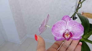 СЕМЕННАЯ КОРОБОЧКА у ОРХИДЕИ! Выращивание орхидей из семян!