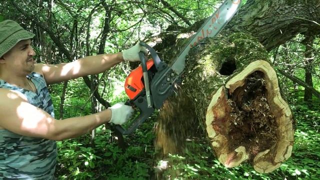 Клен Муравейник. Бензопила Daewoo Power DACS 5820 XT. Распил Большого Диаметра Бюджетной Бензопилой смотреть онлайн