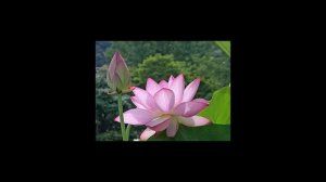 Семинар 9. Ревитоника - Осьмионика. Почувствуйте разницу!