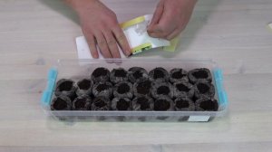 Посев петунии в кокосовые таблетки