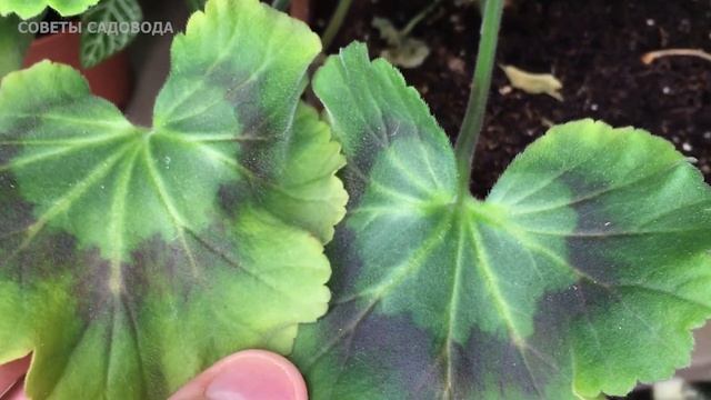1 Таблетка в Марте Под Любой Домашний Цветок и Пышное Цветение Будет Постоянно! смотреть онлайн