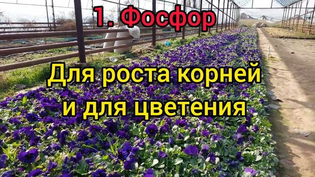 Лучшие удобрение которые содержит Магний, Кальций, Железа, Азот, Фосфор и Калий.?МОЙ ТОП 6 ЭЛЕМЕНТЫ