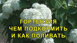 Гортензия Уход, Чем Подкормить и как Поливать