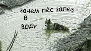 Поход в лес.Собака делает контент!Речка Батагайка.Поселок на севере