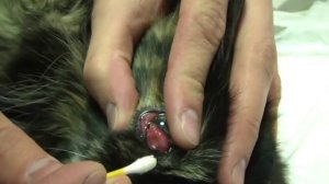 Пролапс железы третьего века у кошки