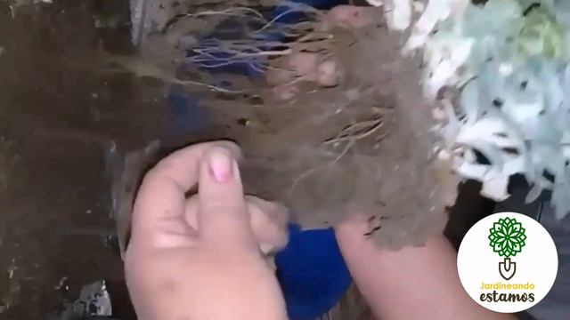 ECHEVERIA IMBRICATA , cuidados recuperación luego de un accidente en el Jardín. смотреть онлайн