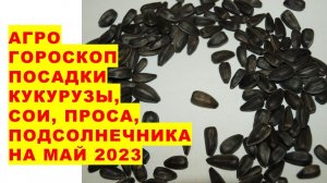 Агрогороскоп посева семян кукурузы, сои, проса, подсолнечника, кормовых и бобовых культур в мае 2023