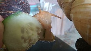 ЗУБЫ И РОТ УЛИТОК АХАТИН КРУПНЫМ ПЛАНОМ Домашние улитки ахатины видео УЛИТКИ В ДОМАШНИХ УСЛОВИЯХ