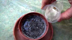 Выращивание Герани из семян. Скарификация, посев, уход за сеянцами