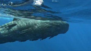 Плавание с китами на Маврикии🐳🇲🇺