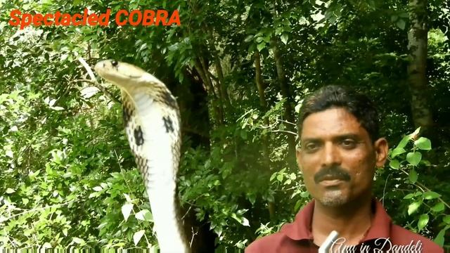 #COBRA Close up #Indian Cobra #Spectacled cobra #Asian cobra #binocellate cobra #Naja Naja #facts смотреть онлайн